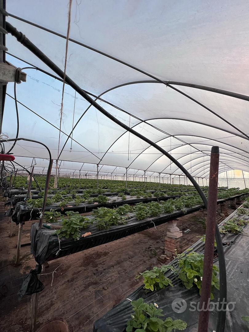Terreno agricolo - Vista 4