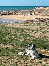 Border Collie maschio Blue Merle per monta