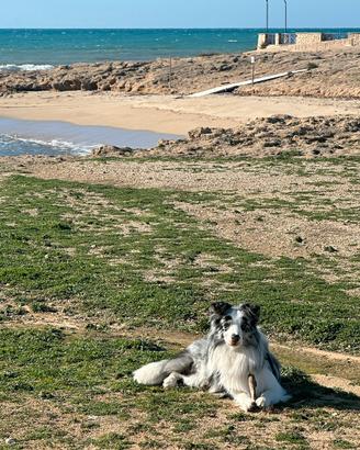 Border Collie maschio Blue Merle per monta