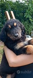 Cuccioli Hovawart
