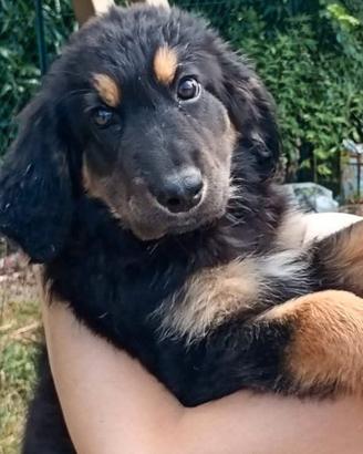 Cuccioli Hovawart