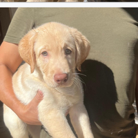 Cucciolo di labrador