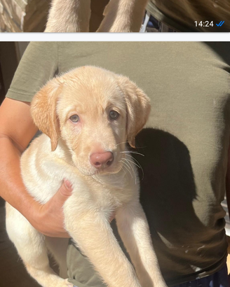 Cucciolo di labrador