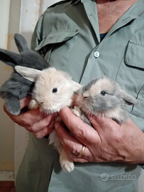 Coniglietti ariete nani