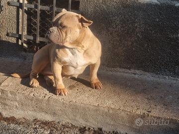 American bully poket