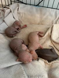 Sphynx canadian
