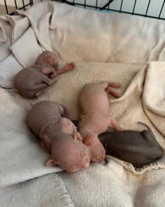 Sphynx canadian