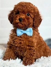 Cuccioli di barboncini red toy