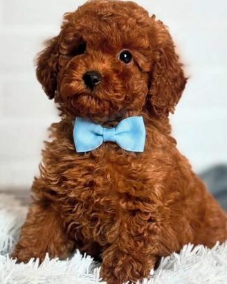 Cuccioli di barboncini red toy