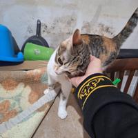 Giuditta gatta 9 mesi