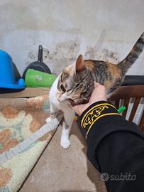 Giuditta gatta 9 mesi