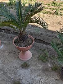 Pianta cycas