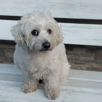Vorrei una fidanzatina Maltipoo