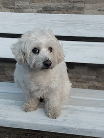 Vorrei una fidanzatina Maltipoo