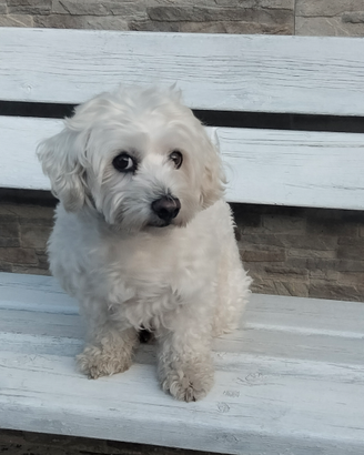 Vorrei una fidanzatina Maltipoo
