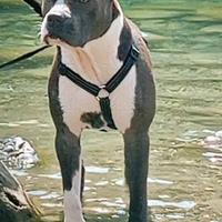 Amstaff maschio per monta