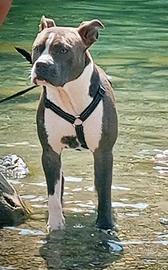Amstaff maschio per monta