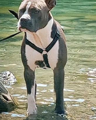 Amstaff maschio per monta