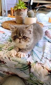 Gatto persiano