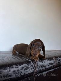 Cucciolo Bassotto