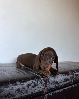 Cucciolo Bassotto