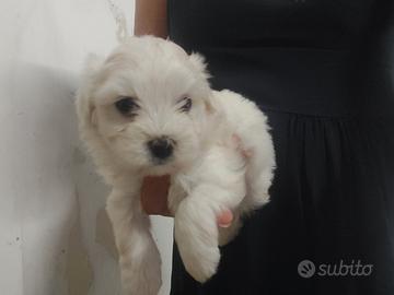 razza maltese 
