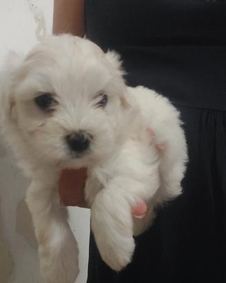 razza maltese 