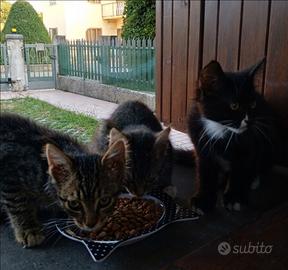 2 gattini di 3 mesi