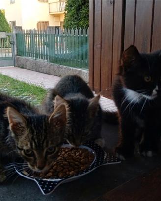 2 gattini di 3 mesi