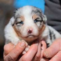 Cuccioli Pastore Australiano