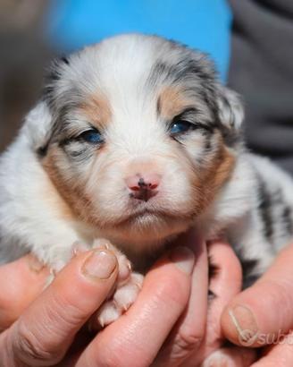 Cuccioli Pastore Australiano