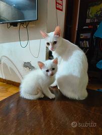 Gattini