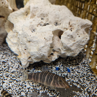 Botia striata e lohachata