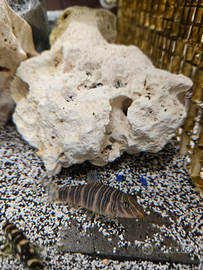 Botia striata e lohachata