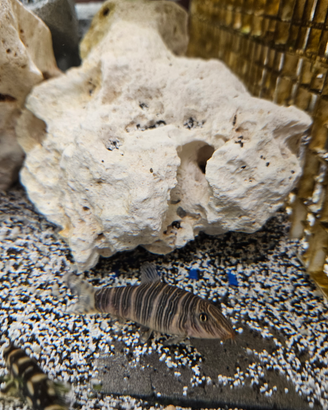 Botia striata e lohachata