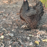 Galli galline brahma