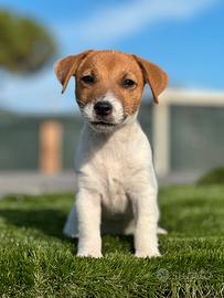 Jack Russell terrier maschi