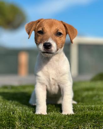 Jack Russell terrier maschi