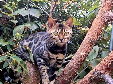 Gattina Bengala con Pedigree 