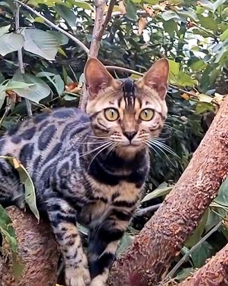 Gattina Bengala con Pedigree 