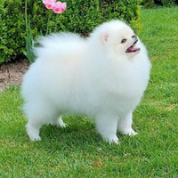 Spitz di Pomerania Mini