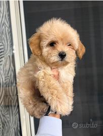 Maltipoo toy