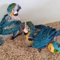 Pappagalli Ara Ararauna DA IMBECCO