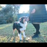 Pastore australiano Australiano Stepherd Aussie