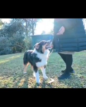 Pastore australiano Australiano Stepherd Aussie