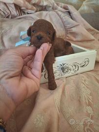 Barboncino mini toy red brawn