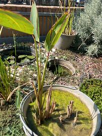 thalia e altre piante ninfee,palustri e galleggia