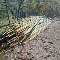 Canne di Bambu