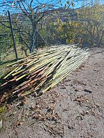 Canne di Bambu