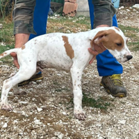 Cuccioli di Bracco Pointer da tartufo